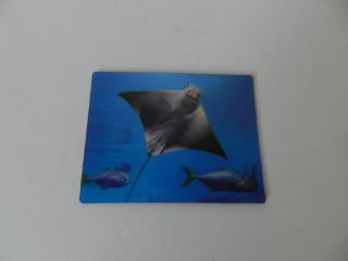 Obrázek z Magnet 3D 7x9cm - rejnok (12) 